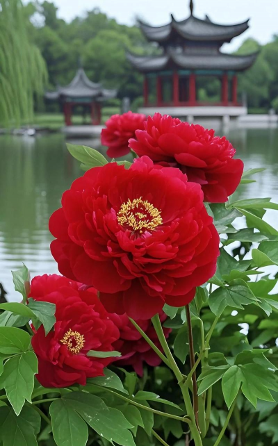 红牡丹是什么花