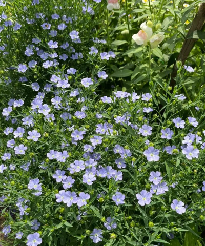 大花亚麻什么科