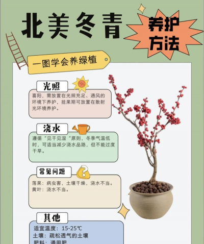 冬青怎么养