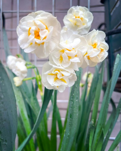 杨水仙是什么植物