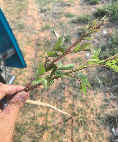 什么植物的刺最长