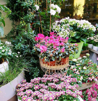 家庭养花用生根粉