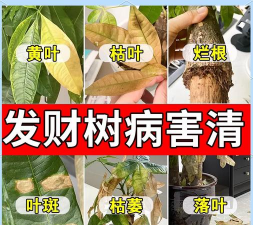 家庭养花用生根粉