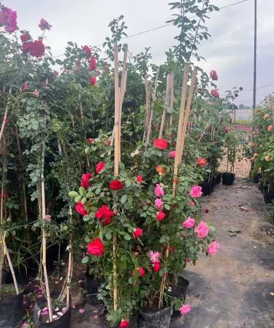 什么藤本月季最长