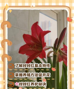 怎么促进对红开花