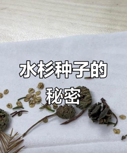 水杉种子怎么播种
