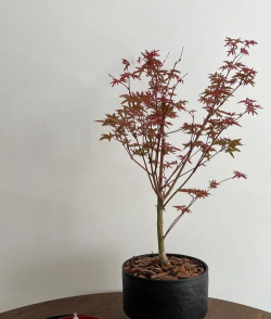 美国红枫苗木种植时如何进行修剪