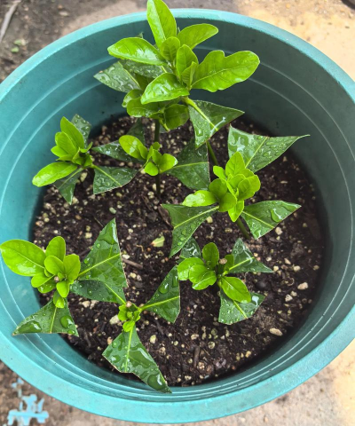 牡丹栀子怎么繁殖