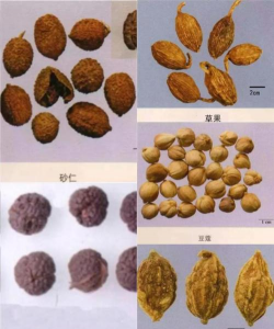 毒果是什么中药