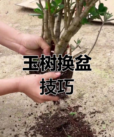 如何去除盆口大的老树木