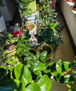 家庭养花用生根粉