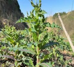 花叶苦菊像什么