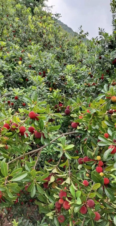 杨梅怎么提前成熟