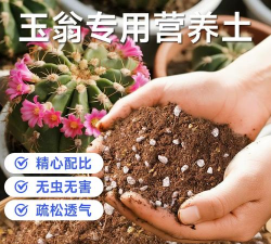 种玉翁用什么土