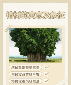 榕树怎么 有什么象征