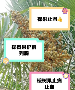 棕榈果实叫什么作用