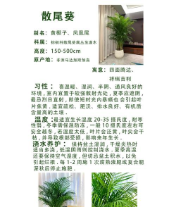 散尾葵为什么要修剪