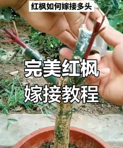 嫁接红枫怎么养