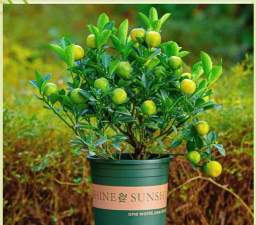 四季桔果实期间如何施肥