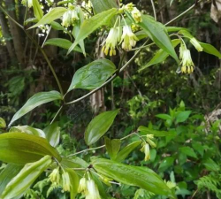 淡竹花又叫什么