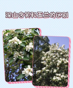 深山含笑是什么科