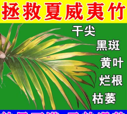 夏威夷叶子施什么肥