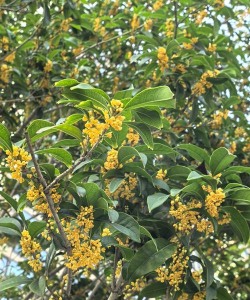 桂花什么样开花