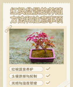 红枫苗怎么施肥