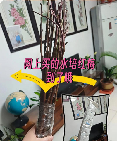 红梅花如何扦插成活率高