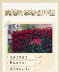 月季怎么种墙上