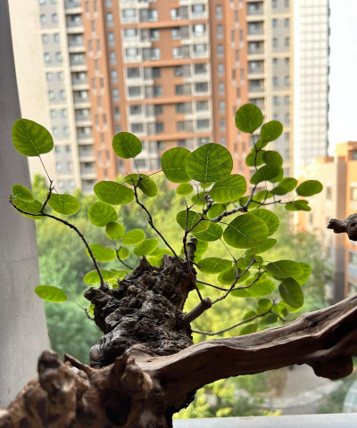 黄栌盆景怎么养