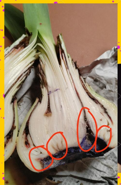 吉丽红烂根如何处理