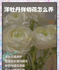 洋牡丹开过花后如何处理