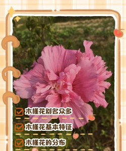 木槿还叫什么花