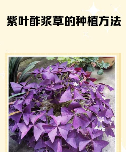 紫色植物怎么繁殖