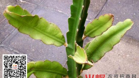 如何使三棱箭养殖粗壮