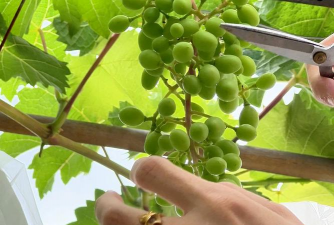 葡萄开春什么剪枝最好