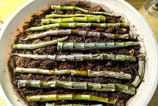 家庭养花用生根粉