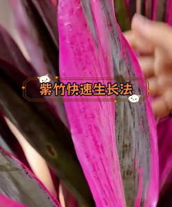 紫竹怎么养护生根