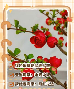 红肉海棠是什么