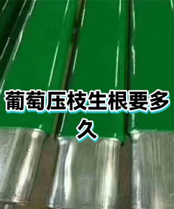 葡萄什么时候压条