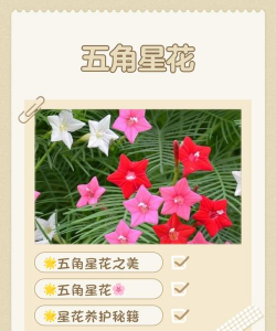 如何养五角星花