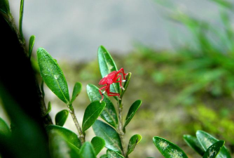 家庭养花用生根粉