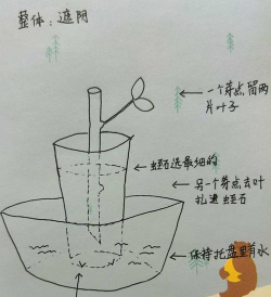 家庭养花用生根粉