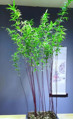 紫竹冬天怎么过冬