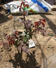 家庭养花用生根粉