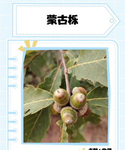 蒙古栎有什么寓意