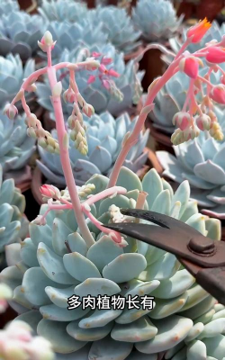 家庭养花用生根粉