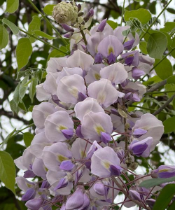 皂荚花是什么颜色