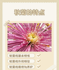 秋菊菊花有什么特点